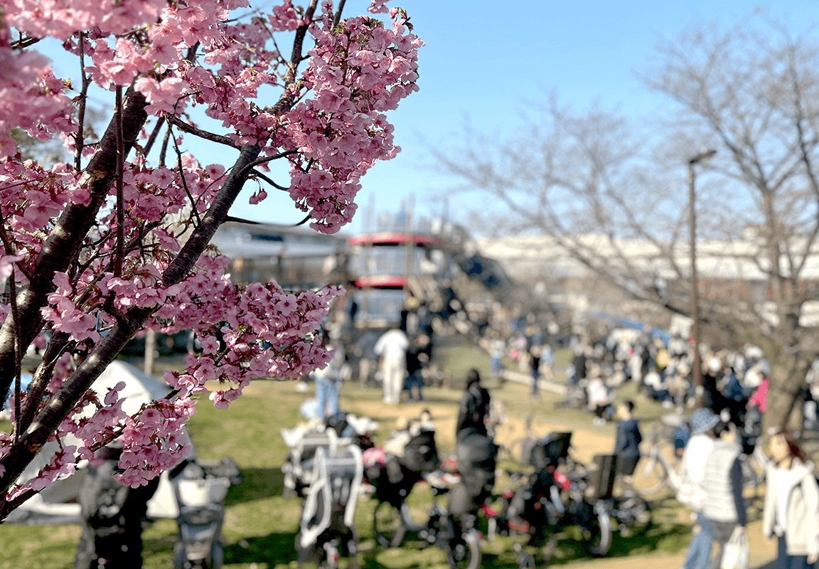 みなみ桜まつり蒔田公園