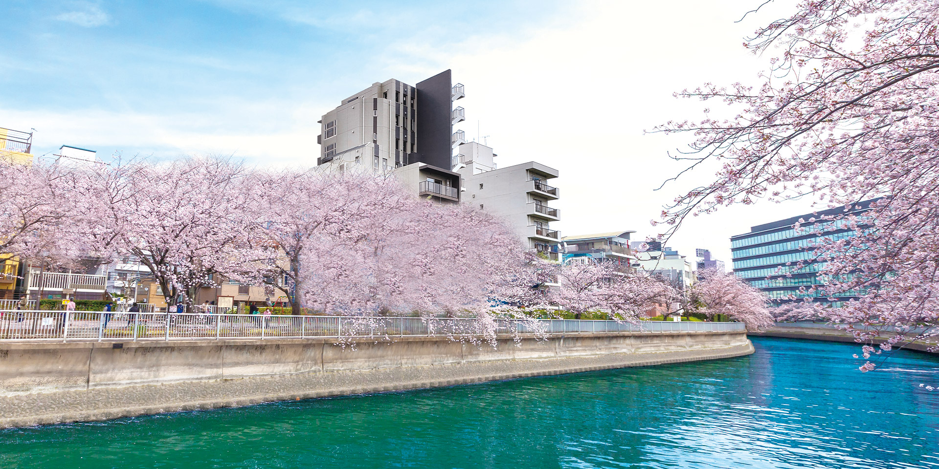 SAKURA SAKURA